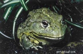 The Life Cycle and Biology of Frogs: From Eggs to Adult