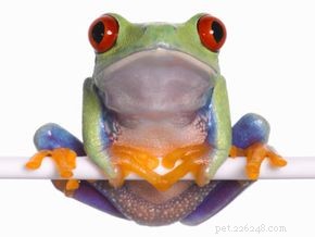 The Life Cycle and Biology of Frogs: From Eggs to Adult