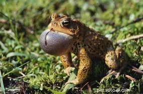 The Life Cycle and Biology of Frogs: From Eggs to Adult