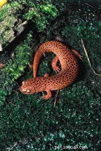 The Life Cycle and Biology of Frogs: From Eggs to Adult