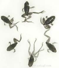 The Life Cycle and Biology of Frogs: From Eggs to Adult