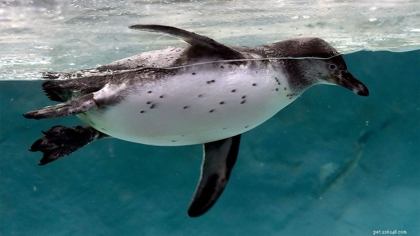 7 Remarkable Birds That Can t Fly – Why They Thrive Without Wings