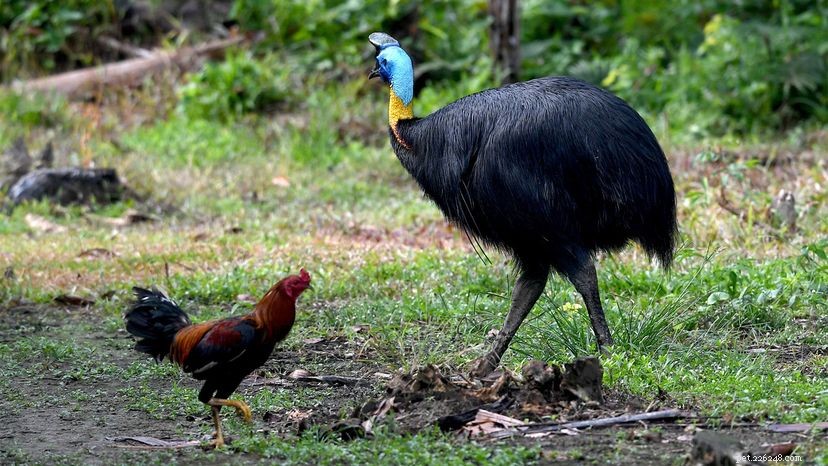 7 Remarkable Birds That Can t Fly – Why They Thrive Without Wings