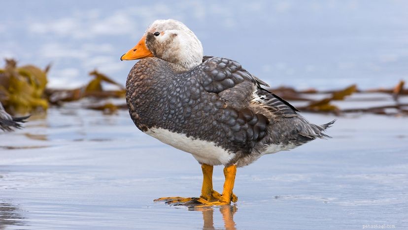 7 Remarkable Birds That Can t Fly – Why They Thrive Without Wings