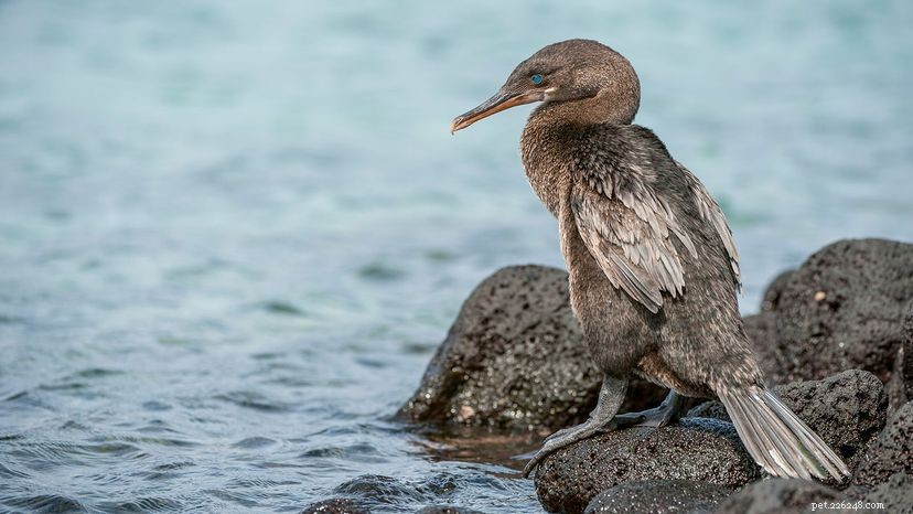 7 Remarkable Birds That Can t Fly – Why They Thrive Without Wings