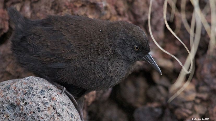 7 Remarkable Birds That Can t Fly – Why They Thrive Without Wings
