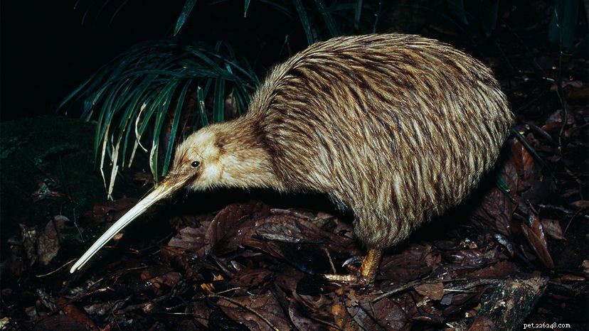 7 Remarkable Birds That Can t Fly – Why They Thrive Without Wings