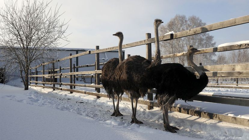 7 Remarkable Birds That Can t Fly – Why They Thrive Without Wings