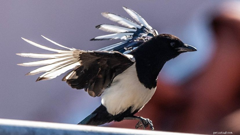 Discover the Remarkable Traits of the Often-Maligned Magpie