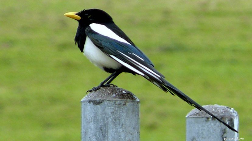 Discover the Remarkable Traits of the Often-Maligned Magpie