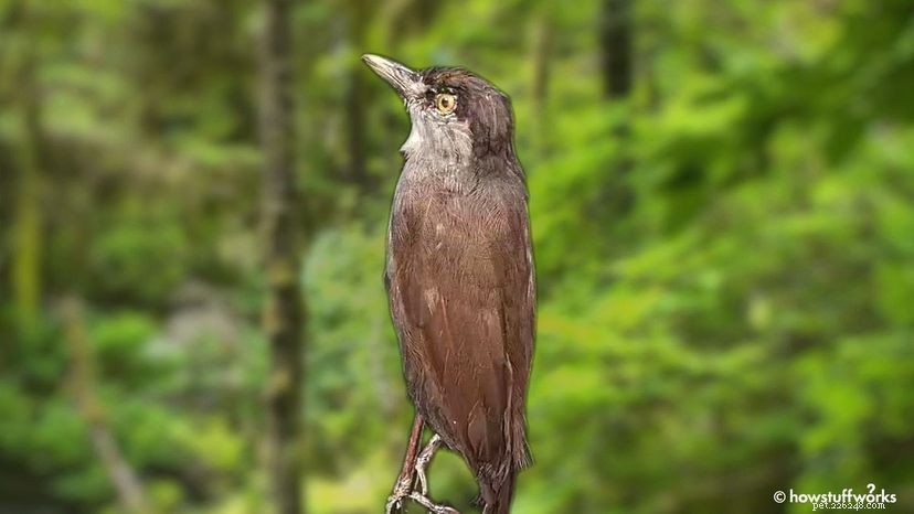 Black‑Browed Babbler: Species Re‑discovered After 170 Years