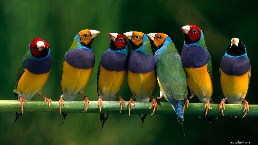 Finches: Colorful, Social Pets That Thrive Indoors