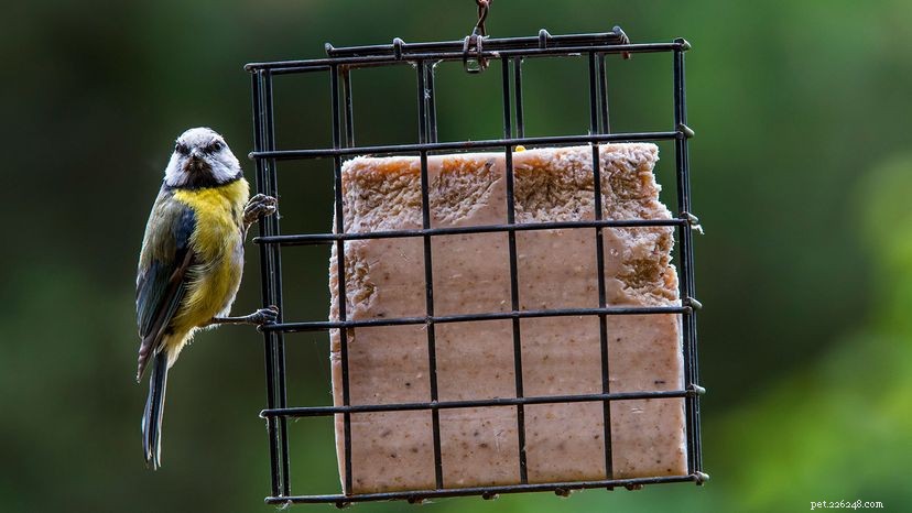 Why Bird Feeders Favor Suet: Benefits and Science