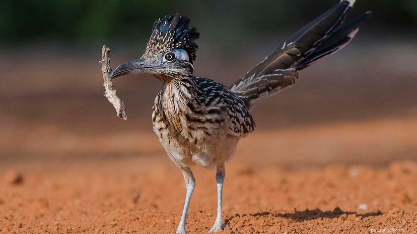 The Roadrunner s Triumph: How Speed and Smarts Beat Wile E. Coyote