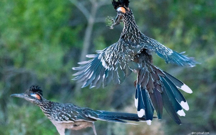 The Roadrunner s Triumph: How Speed and Smarts Beat Wile E. Coyote