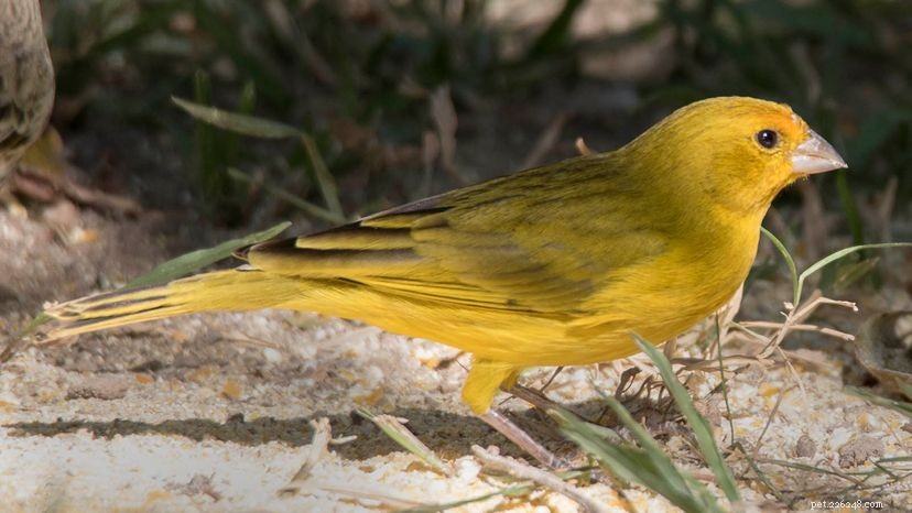 Finches: Colorful, Social Pets That Thrive Indoors