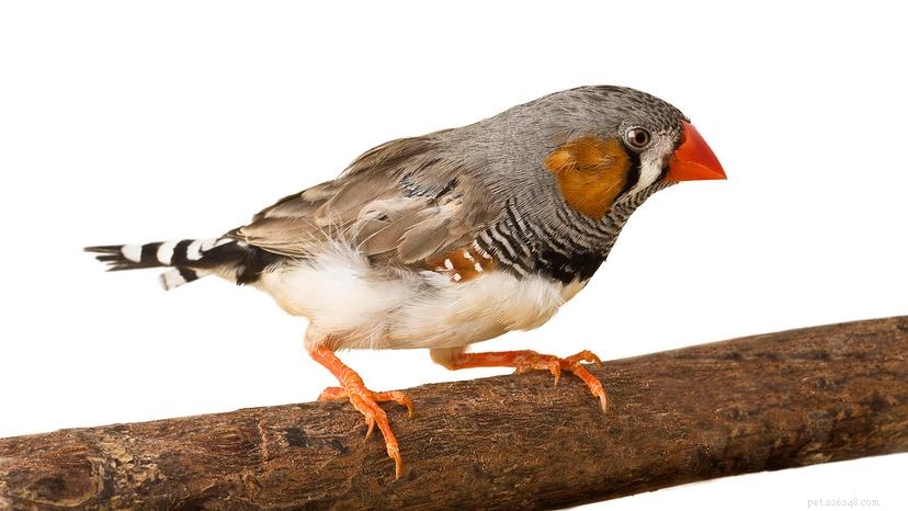 Finches: Colorful, Social Pets That Thrive Indoors