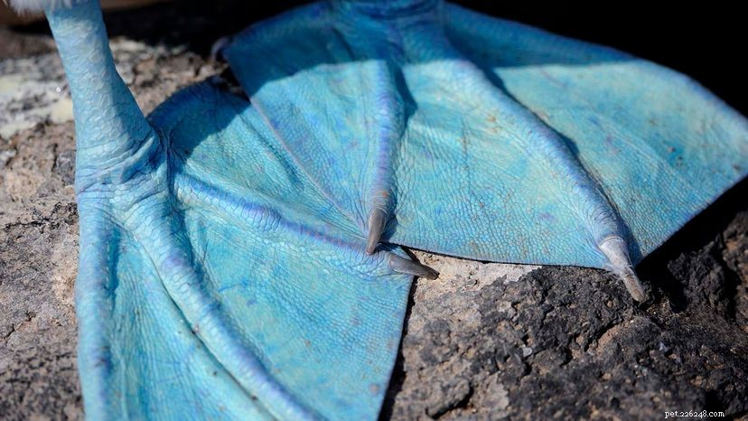 Blue‑Footed Boobies: The Stunning Mating Dance That Wins Hearts in the Galápagos