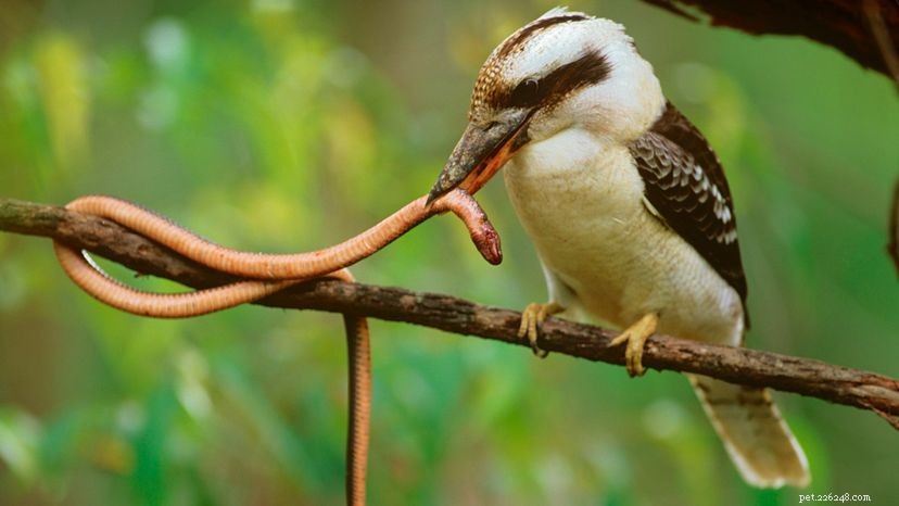 The Science Behind the Laughing Kookaburra’s Signature Call