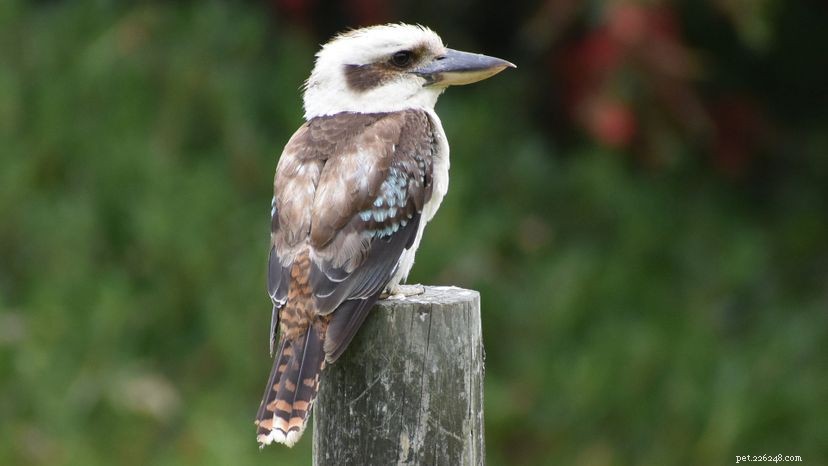 The Science Behind the Laughing Kookaburra’s Signature Call