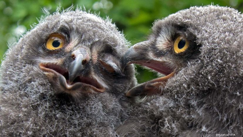 6 Fascinating Insights Into the Majestic Snowy Owl