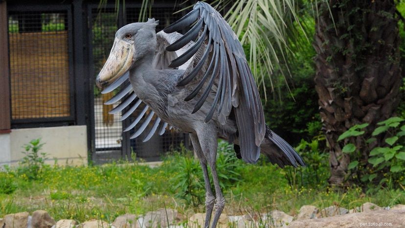 Shoebill Stork: The Towering, Jaw‑Baring Bird That Stuns Scientists