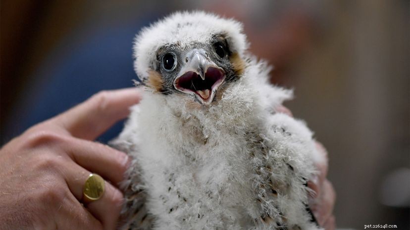 How the Peregrine Falcon Dominates the Skies: A Midair Hunting Machine