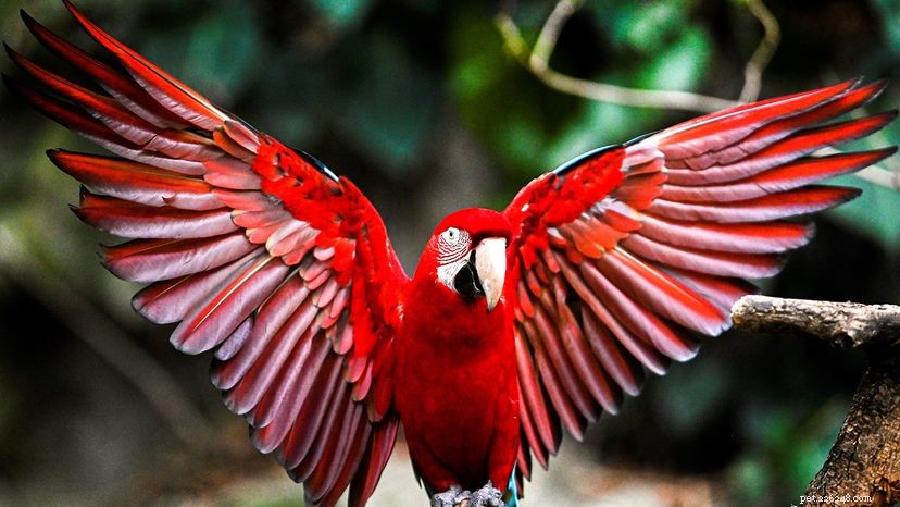 Macaws: Powerful Vocal Communicators of the Rainforest