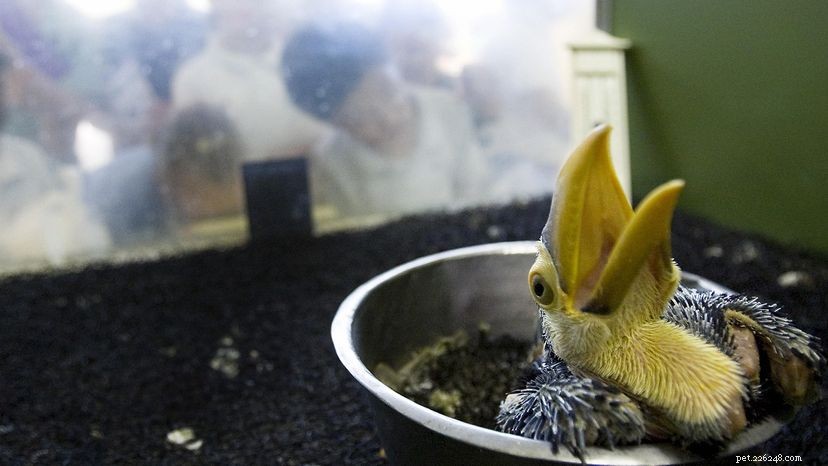Beyond the Mascot: The Toucan s Rich Heritage and Cultural Significance