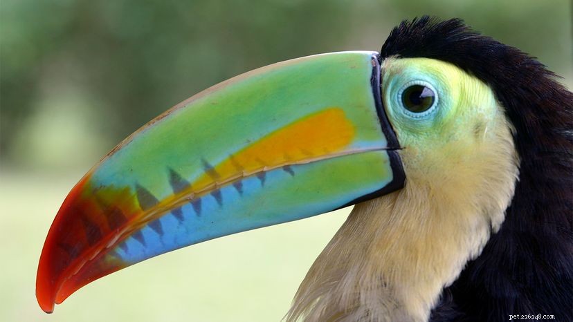 Beyond the Mascot: The Toucan s Rich Heritage and Cultural Significance