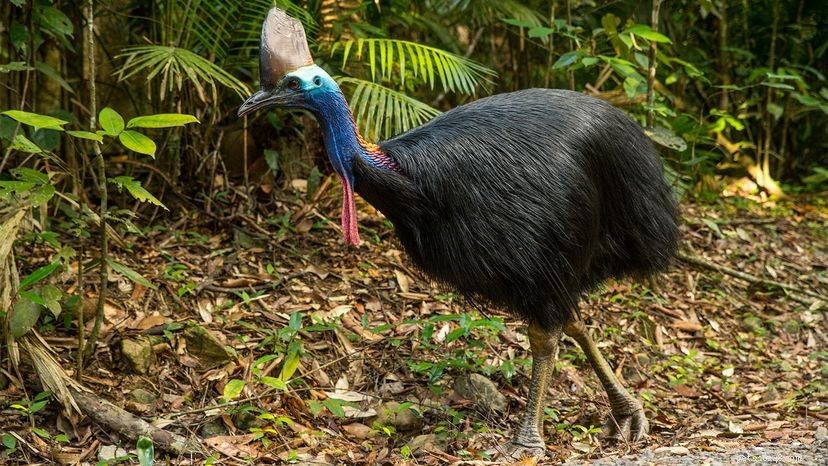 Why the Southern Cassowary Holds the Title of the World’s Most Dangerous Bird