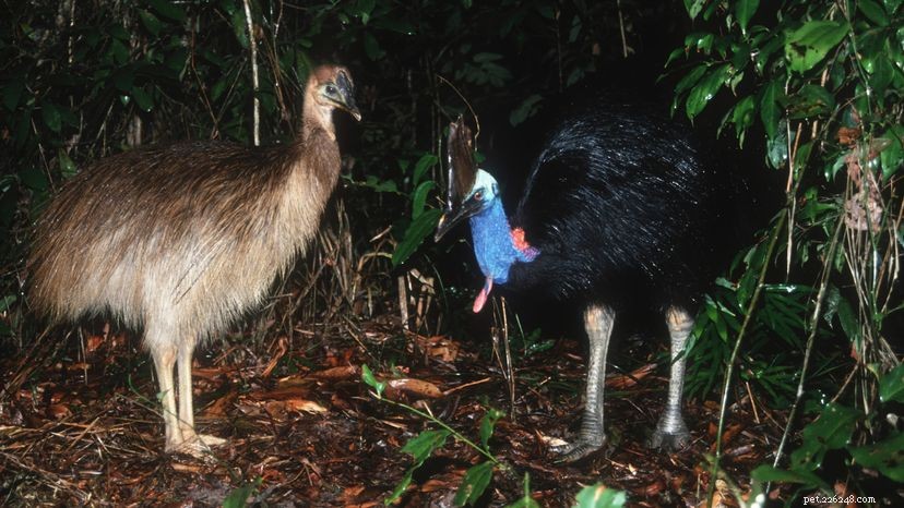 Why the Southern Cassowary Holds the Title of the World’s Most Dangerous Bird