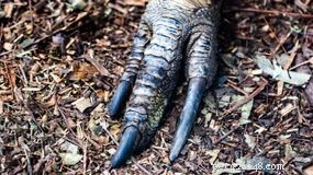 Why the Southern Cassowary Holds the Title of the World’s Most Dangerous Bird