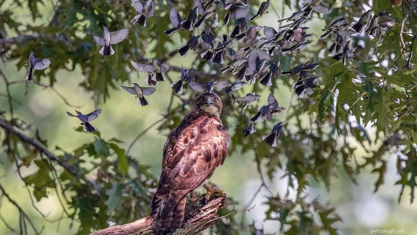 The Science Behind Bird Mobbing: How Small Birds Team Up Against Predators