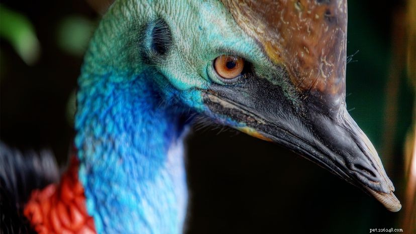 Why the Southern Cassowary Holds the Title of the World’s Most Dangerous Bird
