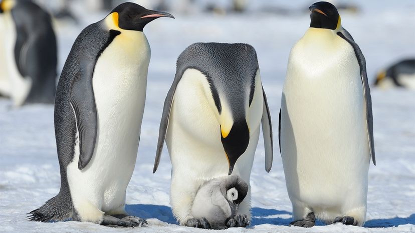 Penguins: Monogamous, Tuxedoed Birds of the Antarctic and Beyond