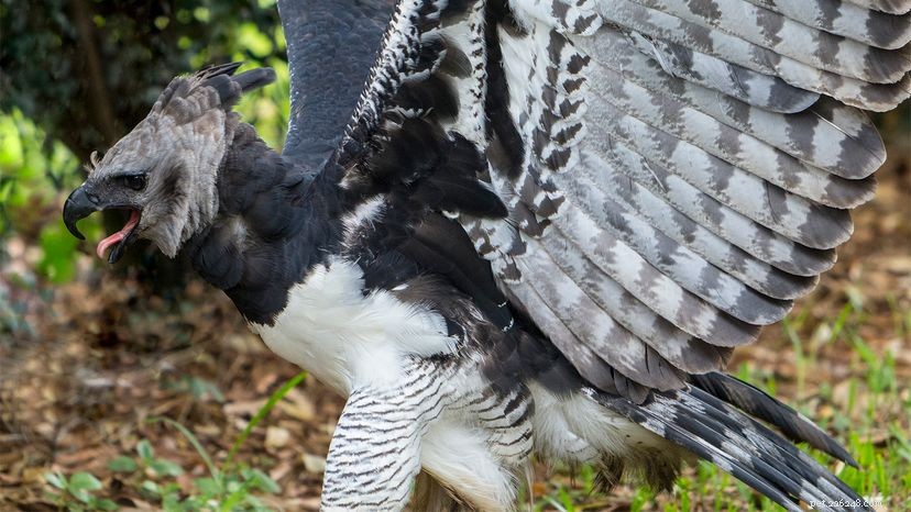 The Harpy Eagle: Earth s Largest Predator and its Incredible Power