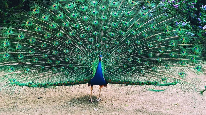 Do Peacock Tail Feathers Regrow After Shedding? An Insight into Their Annual Cycle