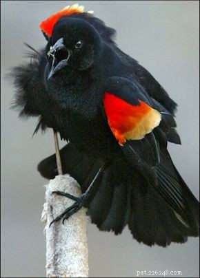Identifying Red‑Winged Blackbirds: Male vs. Female Differences, Habitat, and Nesting Habits
