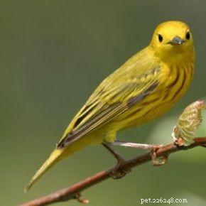 Yellow Warbler Identification: Bright Yellow Bird & Habitat Guide