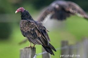 Turkey Vulture: Identification, Habitat, and Behavior