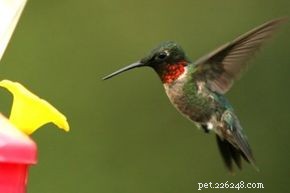 Ruby-Throated Hummingbird: Identification, Habitat & Nesting Guide