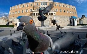 Debunking 10 Common Pigeon Myths: Facts You Need to Know