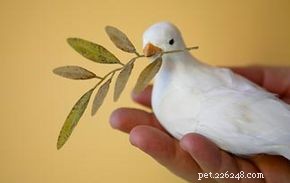 Debunking 10 Common Pigeon Myths: Facts You Need to Know
