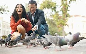 Debunking 10 Common Pigeon Myths: Facts You Need to Know