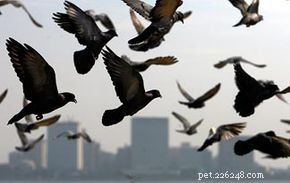 Debunking 10 Common Pigeon Myths: Facts You Need to Know
