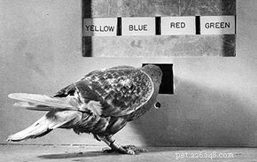 Debunking 10 Common Pigeon Myths: Facts You Need to Know