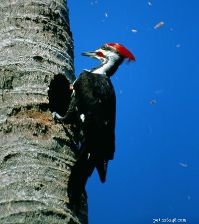 Stunning Bird Photography: Owls, Great Blue Herons, and Weaverbirds