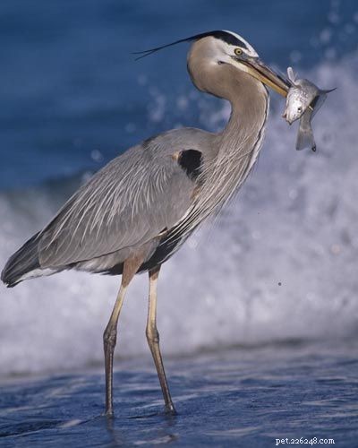 Stunning Bird Photography: Owls, Great Blue Herons, and Weaverbirds