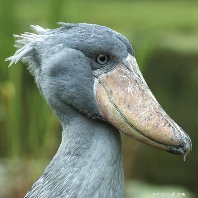 Stunning Bird Photography: Owls, Great Blue Herons, and Weaverbirds